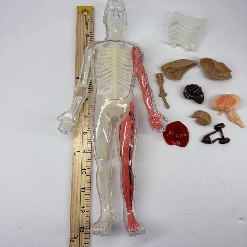 Human Anatomy Model‎ Figure Removable Organs Educational Toy Parts Incomplete